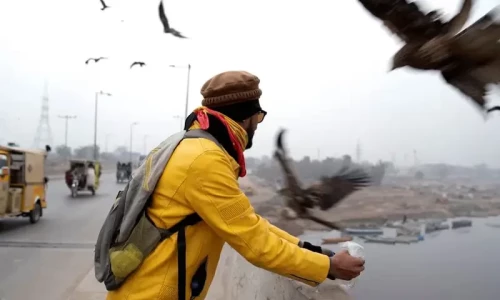 Pakistanis feed predatory birds to ward off adversity despite crackdown on practice