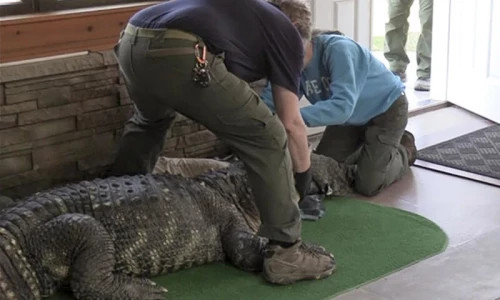 Authorities catch a sick alligator from New York home