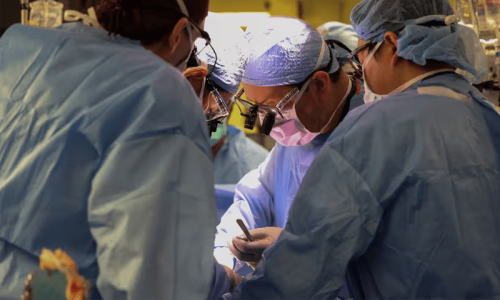 Pig&rsquo;s kidney transplanted in man for the first time