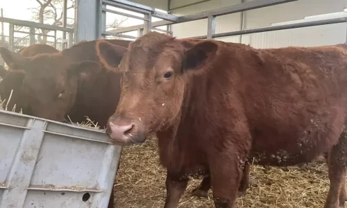 Jewish Third Temple group planning to slaughter red heifer in April