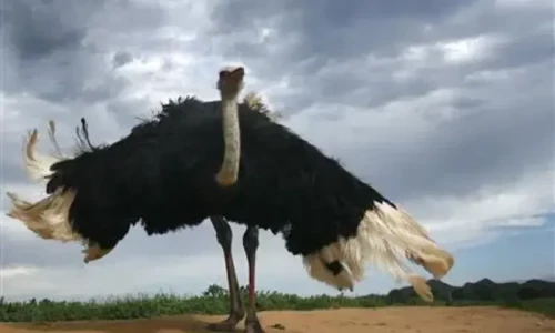 Is ostrich meat Halal or Haram? Caller asks in Ramazan transmission