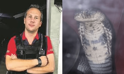 Man uses snake to commit suicide in South Africa