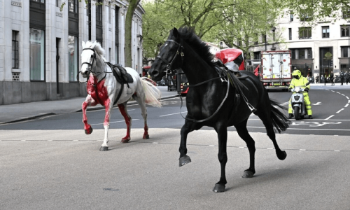 Military horses run amok in central London and injure four people