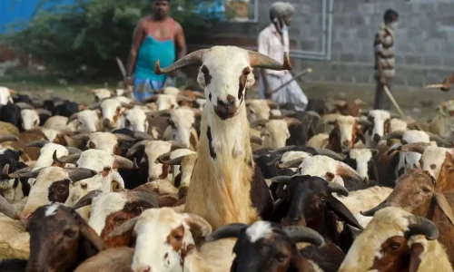 PMD predicts Eid ul Azha date