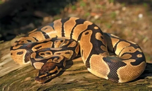 Indonesian woman eaten by python