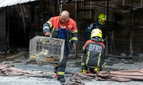 Animals killed as fire rips through Bangkok pet market