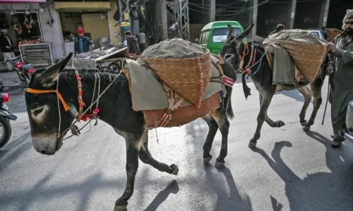 Pakistan sees significant increase in donkey population
