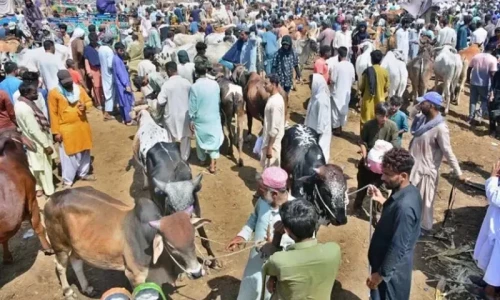 What are the rates of sacrificial animal hides this Eid?
