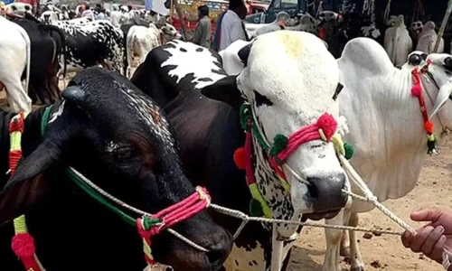 Here is how many animals were slaughtered on Eid-ul-Azha