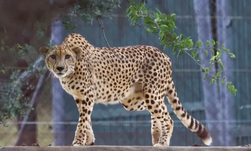 Rare Asiatic cheetah killed by villagers in Balochistan&rsquo;s Dera Bugti