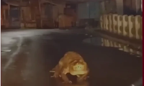 Crocodile encounter: Large reptile ventures onto Ratnagiri street as monsoon rains lash Maharashtra