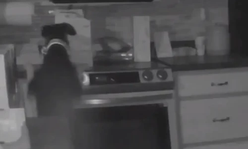 Family dog accidentally starts house fire in US