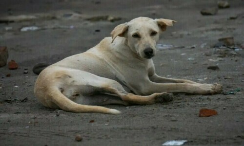 Case filed for dog&rsquo;s murder in Karachi