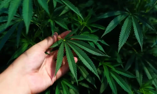 Pakistan to allow commercial cultivation of Hemp from January 2025