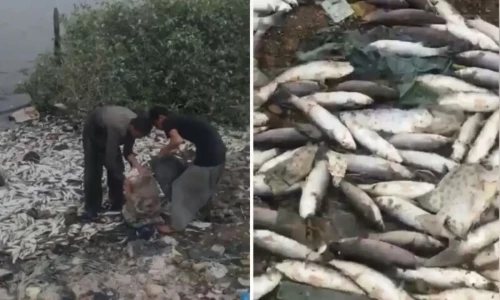 Thousands of dead fish wash ashore in Karachi&rsquo;s Keamari