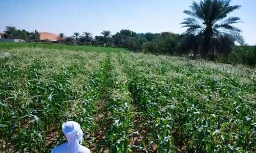 Here&rsquo;s how a UAE farmer turned barren land into a flourishing oasis