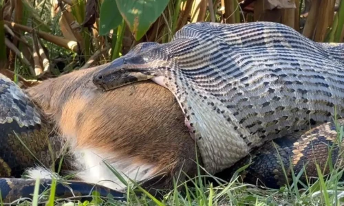 Scientists shocked after Burmese python eats deer in Florida