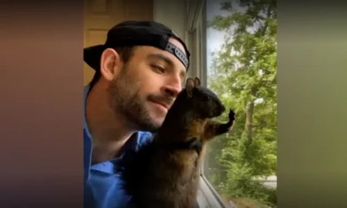 Peanut the Squirrel euthanised after rabies testing by New York wildlife authorities