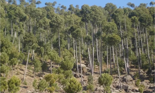 Punjab increases penalties for forest offences under new regulations