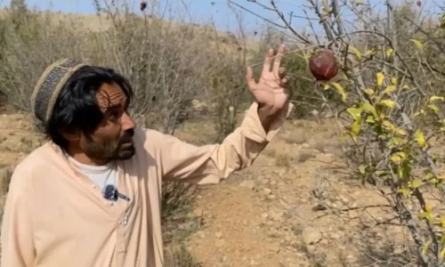 How climate change is affecting South Waziristan&rsquo;s orchards