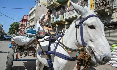 Why is there high demand for donkeys in China?