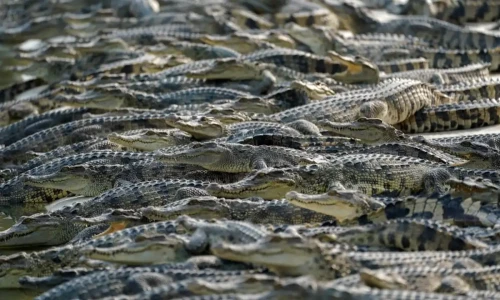 Crocodile farming begins in Pakistan to boost leather industry, tourism