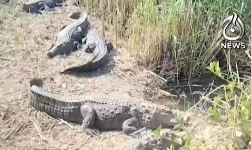 Jacobabad man sets up crocodile farm to export meat, skin