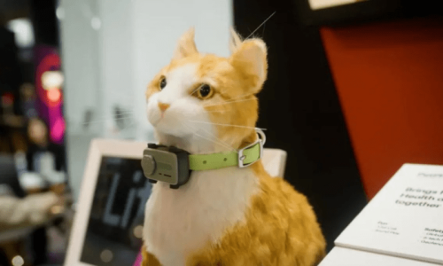 پالتو جانوروں کیلئے بھی اسمارٹ فون متعارف کروا دیا گیا