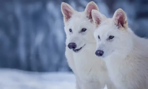 Ice-age dire wolf resurrected after 10,000 years