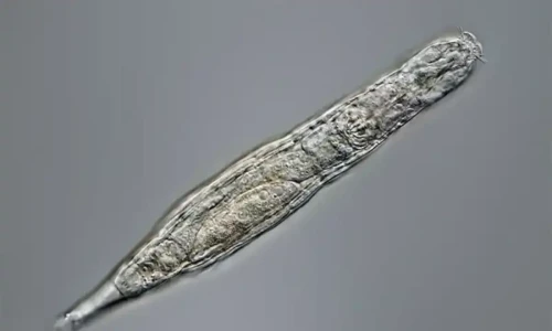 Russian scientists revive 24,000-year-old microorganisms from permafrost