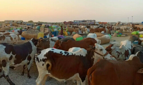 Preparations for &lsquo;Cattle-Friendly Market 2025&rsquo; at Karachi&rsquo;s Northern Bypass enter final stage