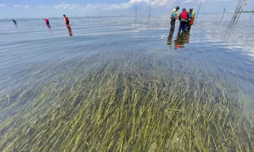 Japan to launch offshore &lsquo;blue carbon&rsquo; study for CO2 capture, storage