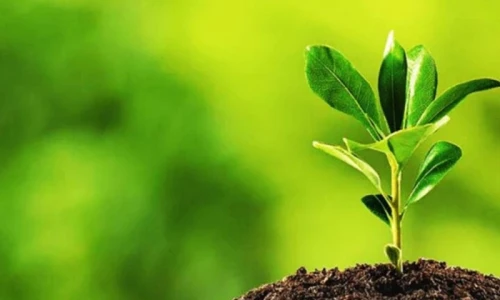 Pakistan launches major tree plantation campaign to combat climate change