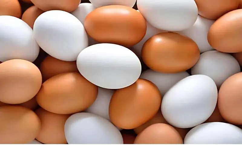 بھارت میں انڈوں کی فروخت پر پابندی کیوں لگا دی گئی؟