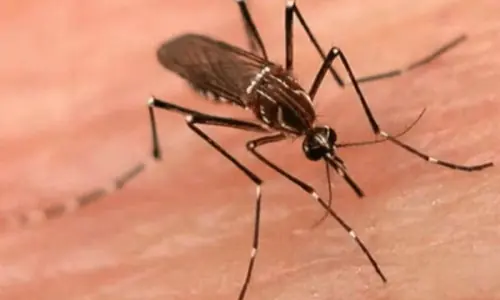 Islamabad: Dengue cases keep rising as authorities inspect over 100 sites