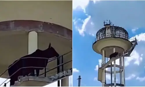 بیل 60 فٹ اونچے واٹر ٹینک پر چڑھ گیا، ویڈیو وائرل