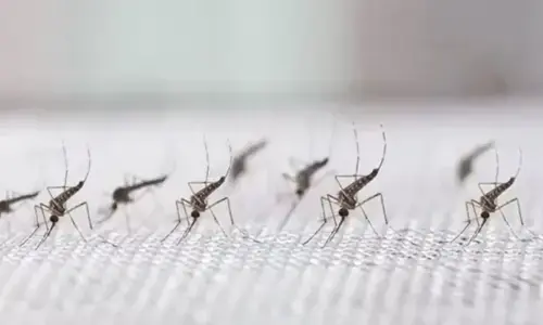 Malaria cases in Karachi rise to 2,242 this year