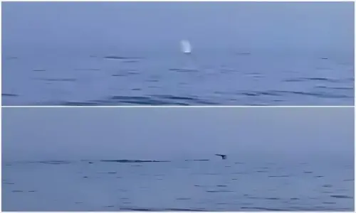 Pod of at least six Humpback Whales spotted near Gwadar