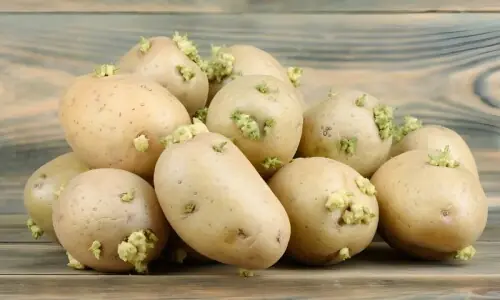 جڑ والے آلو کھانا کتنا نقصان دہ ہے؟ جان کر آپ حیران رہ جائیں گے