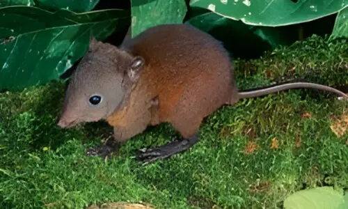 ایک مہینے 50 چوہے کھا کر 14 کلو وزن کم کرنے والی خاتون کا انوکھا چیلنج ایک مہینے 50 چوہے کھا کر 14 کلو وزن کم کرنے والی خاتون کا انوکھا چیلنج