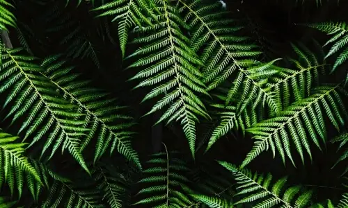 نایاب پتھر پیدا کرنے والا پودا دریافت