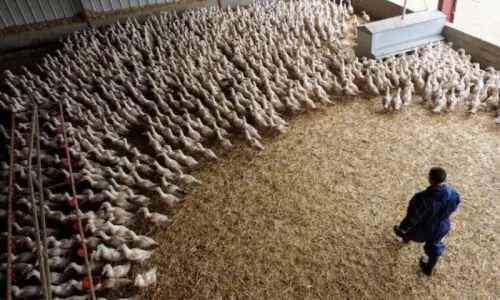 Bird flu virus could risk pandemic worse than COVID if it mutates, France&rsquo;s Institut Pasteur says