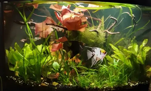 سردیوں میں اپنے ایکویریم کی مچھلیوں کو مرنے سے کیسے بچائیں؟ سردیوں میں اپنے ایکویریم کی مچھلیوں کو مرنے سے کیسے بچائیں؟