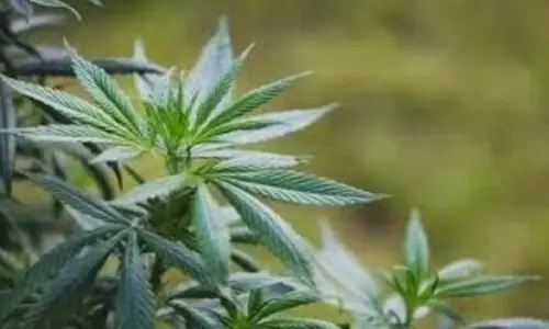 KP considers legalising cannabis cultivation for medicinal use