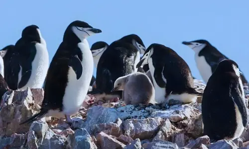 پینگوئن کی صرف 4 سیکنڈ کی نیند نے سائنسدانوں کو حیران کر دیا