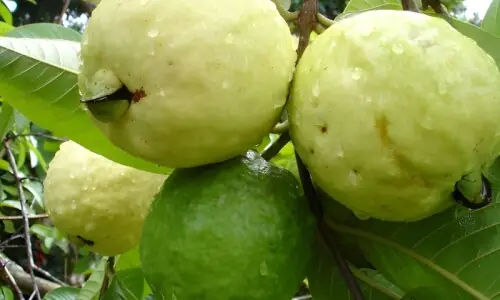 امرود کچا ہے یا پکا: خریدتے وقت صحیح پہچان کیسے کریں؟