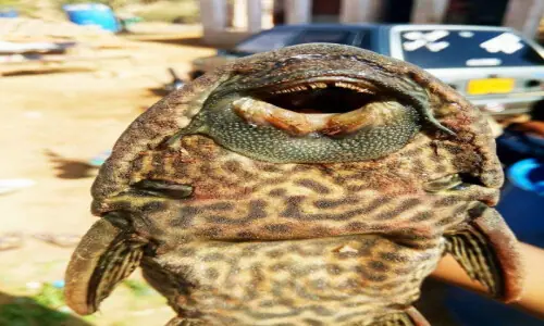 Amazon sailfin catfish spotted in Pakistan&rsquo;s waters