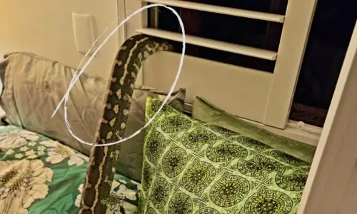 آدھی رات کو ڈھائی میٹر لمبا اژدھا خاتون پر آبیٹھا