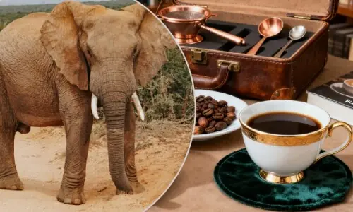 ہاتھی کے گوبر سے تیار کردہ انوکھی کافی، ذائقے سے سائنس دان بھی حیران ہاتھی کے گوبر سے تیار کردہ انوکھی کافی، ذائقے سے سائنس دان بھی حیران