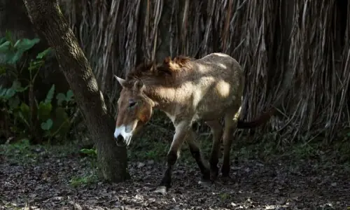 Taiwan zoo&rsquo;s endangered horses set to gallop into Lunar New Year spotlight